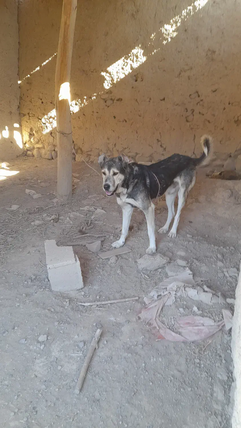 سگ سرابی ۲ ساله مناسب|سگ|بستان آباد, |دیوار