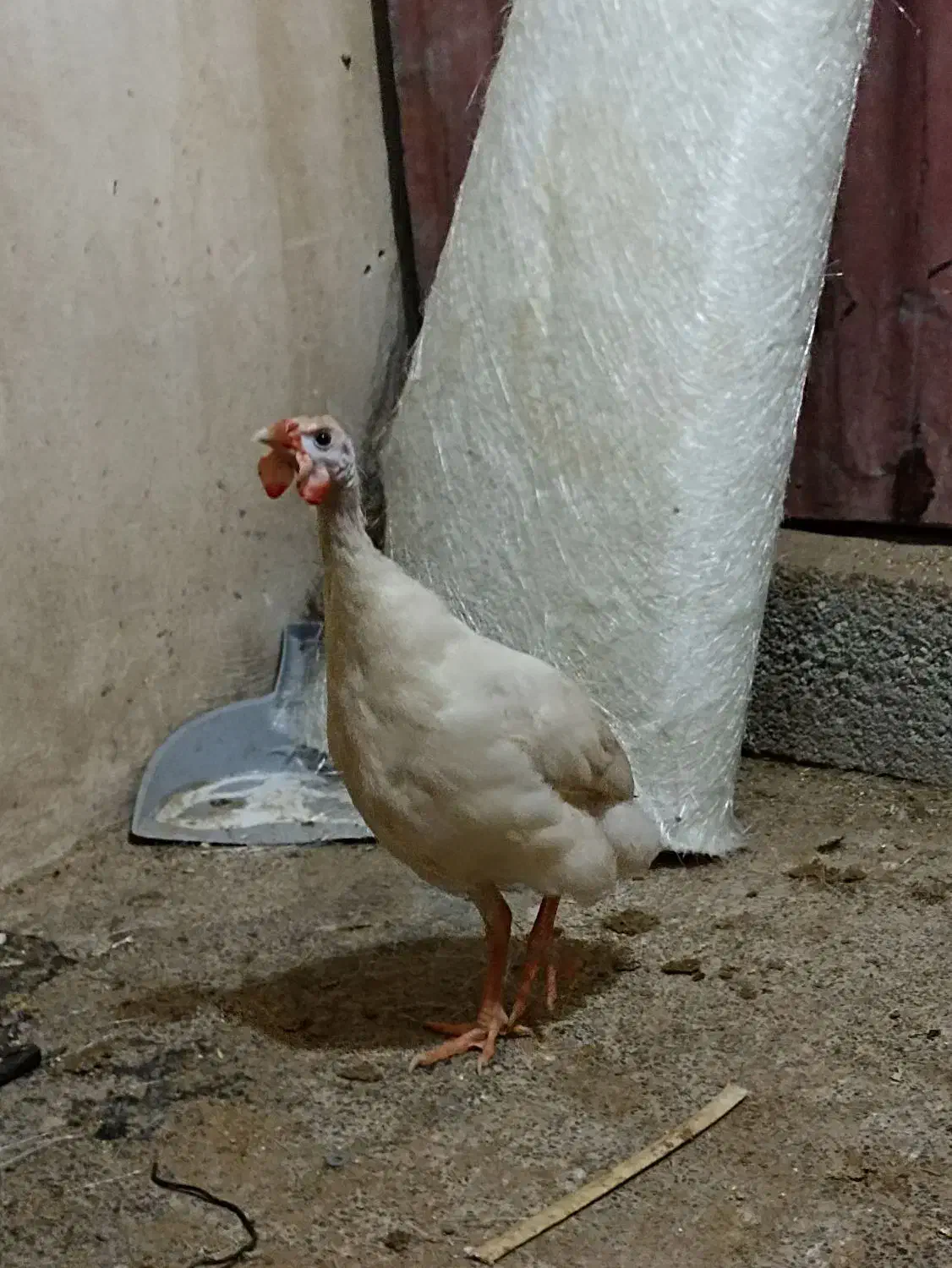 یک جفت مرغ شاخدار|حیوانات مزرعه|چغادک, |دیوار