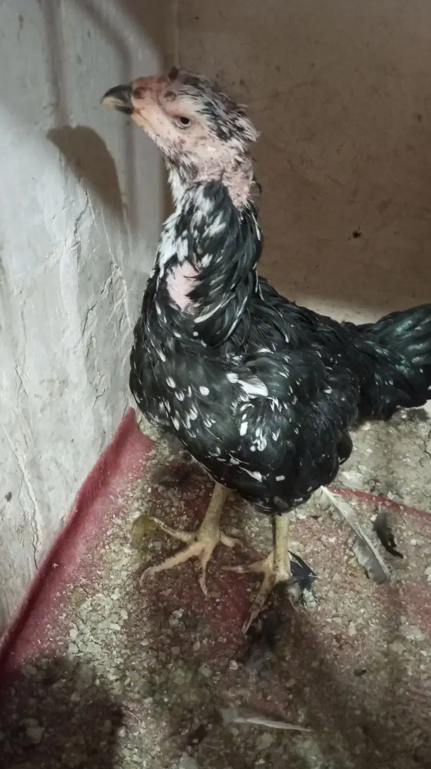 فروش تعداد مرغ لاری|حیوانات مزرعه|تربت جام, میان جام|دیوار