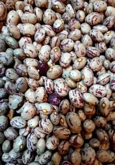 فروش حبوبات بدون آشغال|عمده‌فروشی|یاسوج, |دیوار