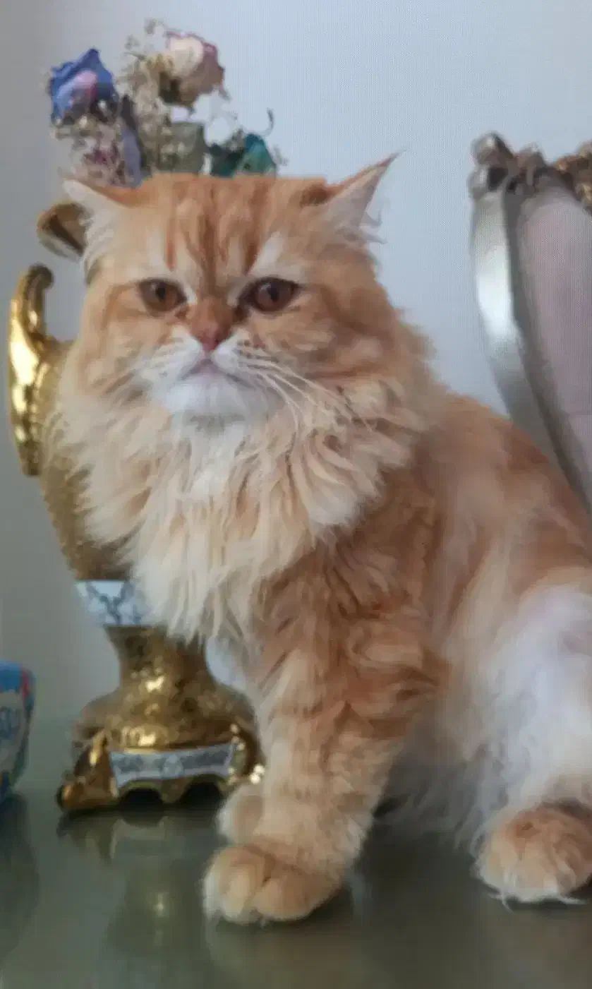 پرشین|گربه|اردبیل, |دیوار