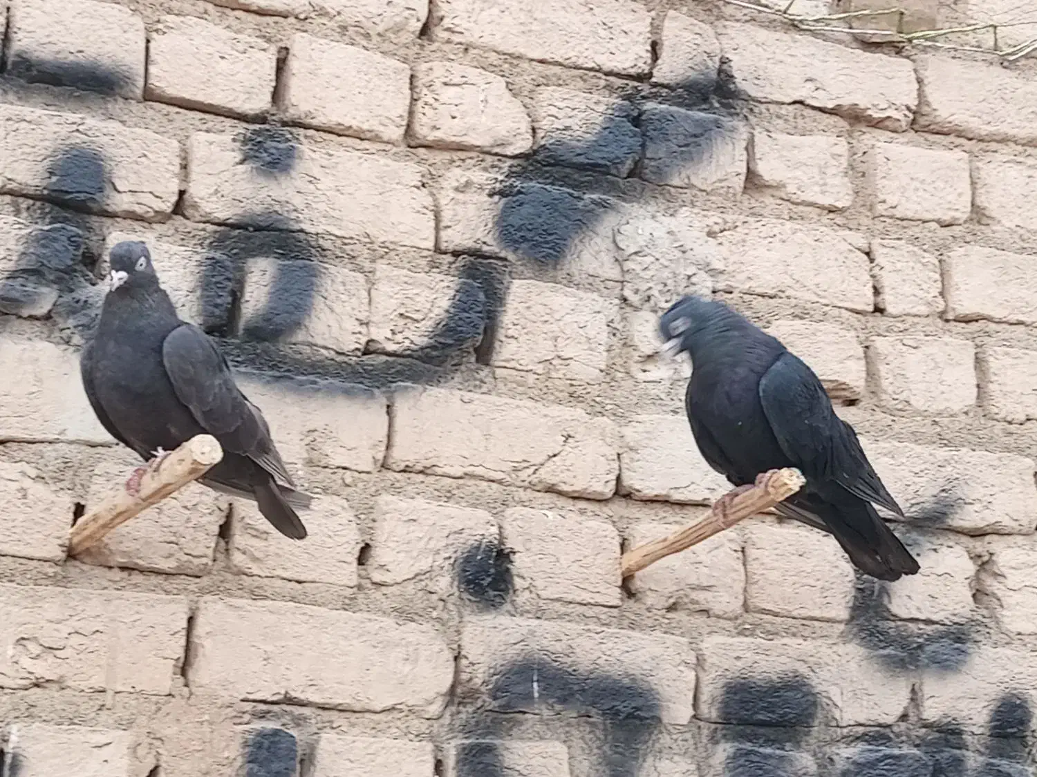 زاغ چش نوک سفید|پرنده|فرمهین, |دیوار