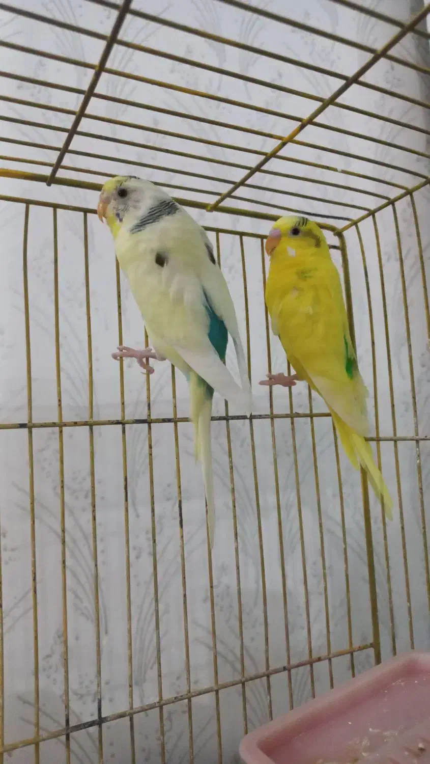 مرغ عشق|پرنده|اردبیل, |دیوار