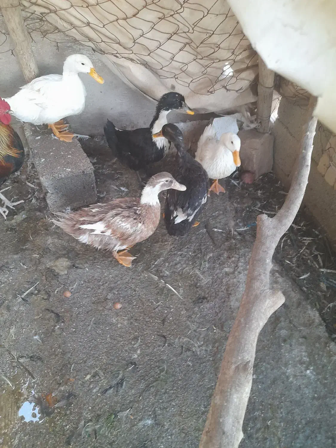 اردک|حیوانات مزرعه|باوی, |دیوار