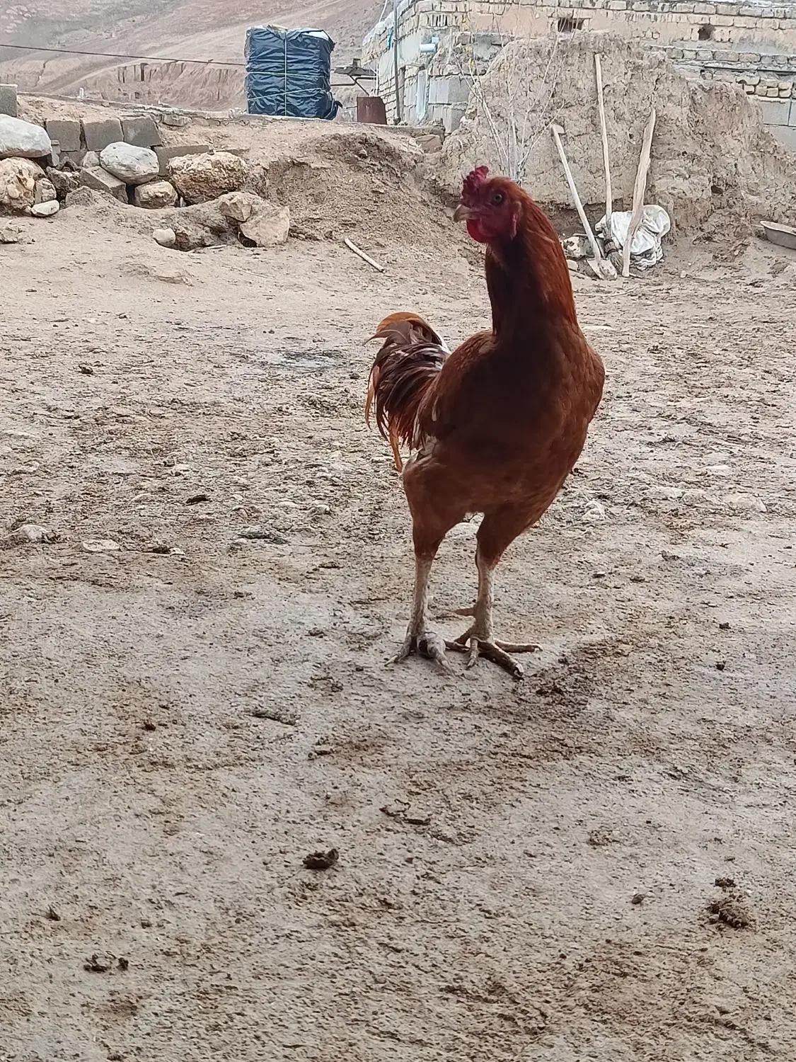 معاوضه با کفتر|پرنده|بجنورد, |دیوار