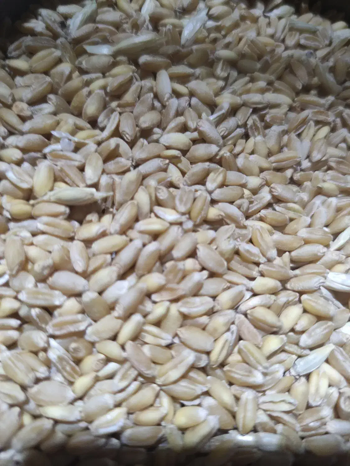 فروش گندم رقم بگ گراس|عمده‌فروشی|زرندیه, |دیوار