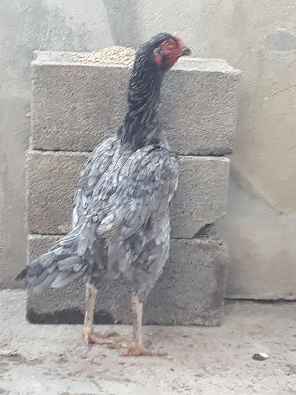 مرغ لاری افغان دنگ بالا|حیوانات مزرعه|تاتار علیا, |دیوار