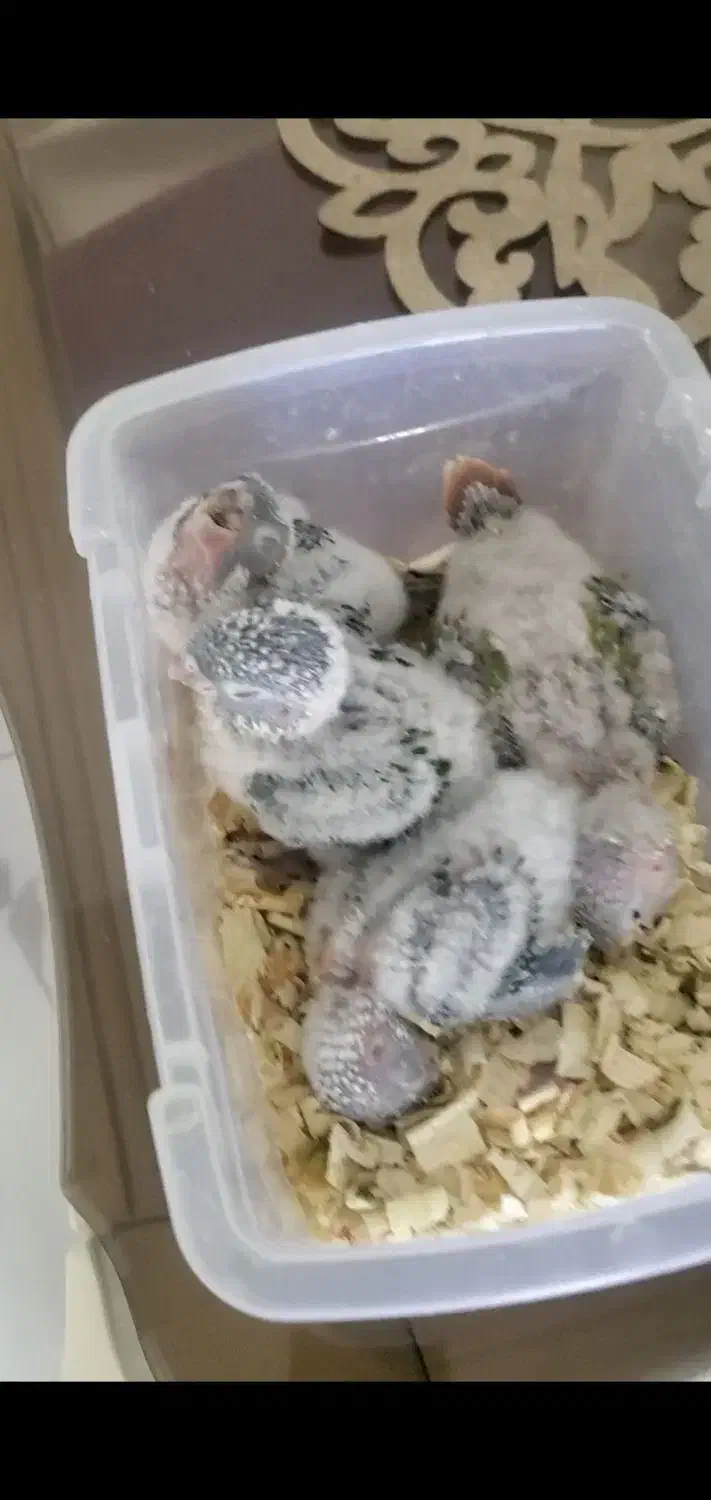 گیرینچیک مولد|پرنده|تهران, آذری|دیوار