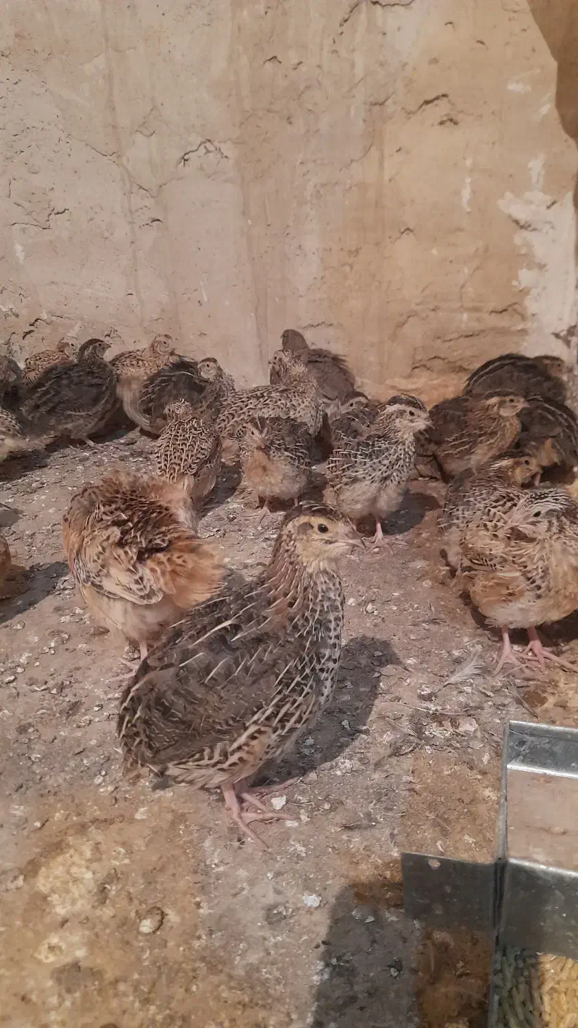 فروش فوری بلدرچین|حیوانات مزرعه|سرپل ذهاب, |دیوار