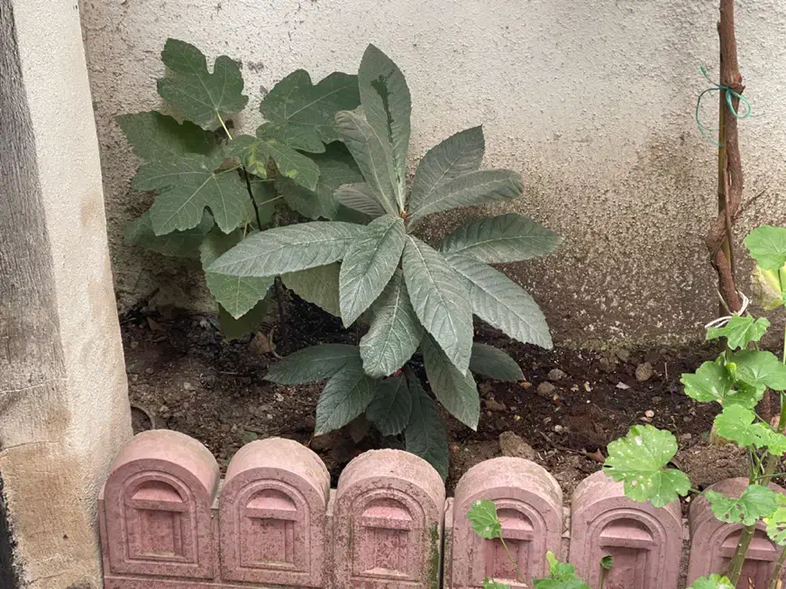 فروش گل و نهال میوه|گل و گیاه طبیعی|رشت, چله خانه|دیوار