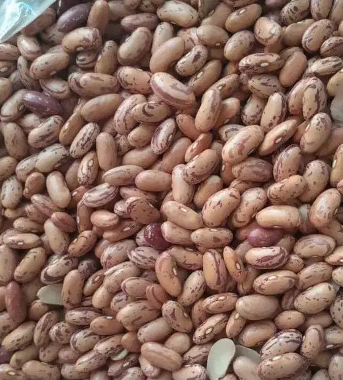 لوبیا چیتی به شرط پخت رسید.کیلو ۲۹۰ ت|حراج|جهرم, |دیوار