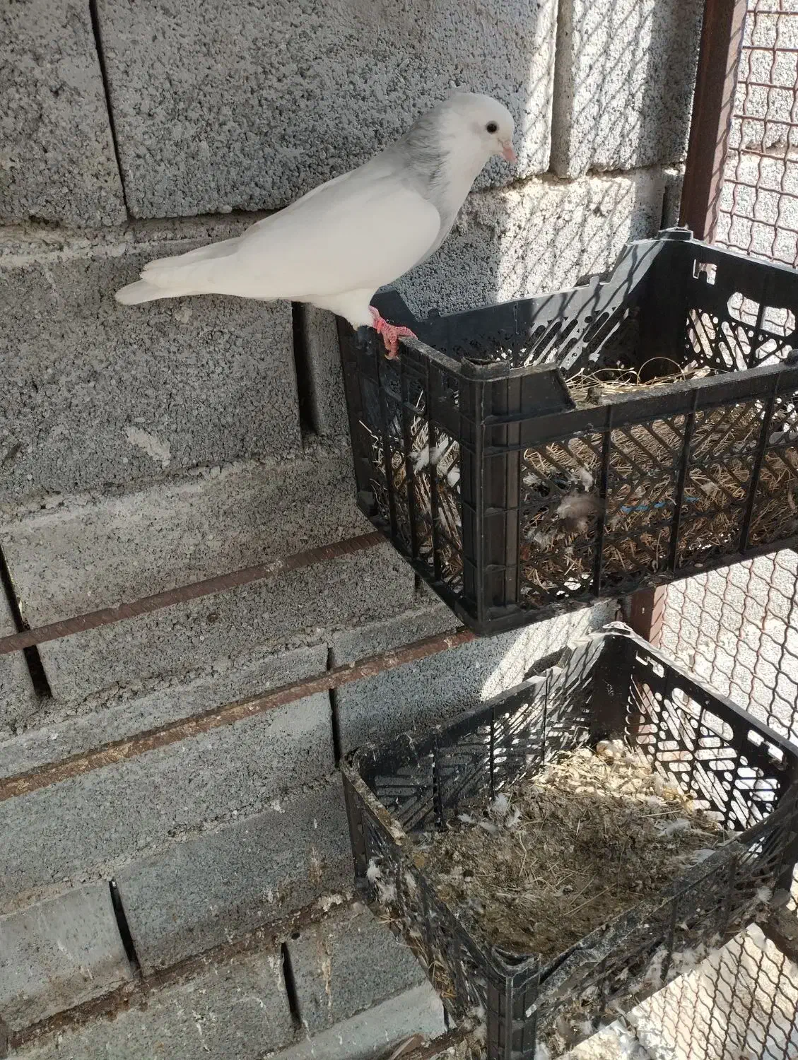 کفتر طوقی|پرنده|بندرعباس, |دیوار