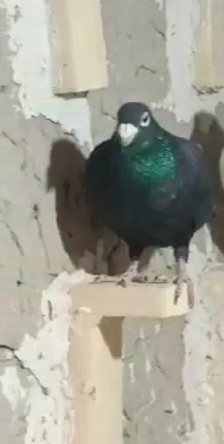 گمشده|حیوانات|کرباسک, |دیوار