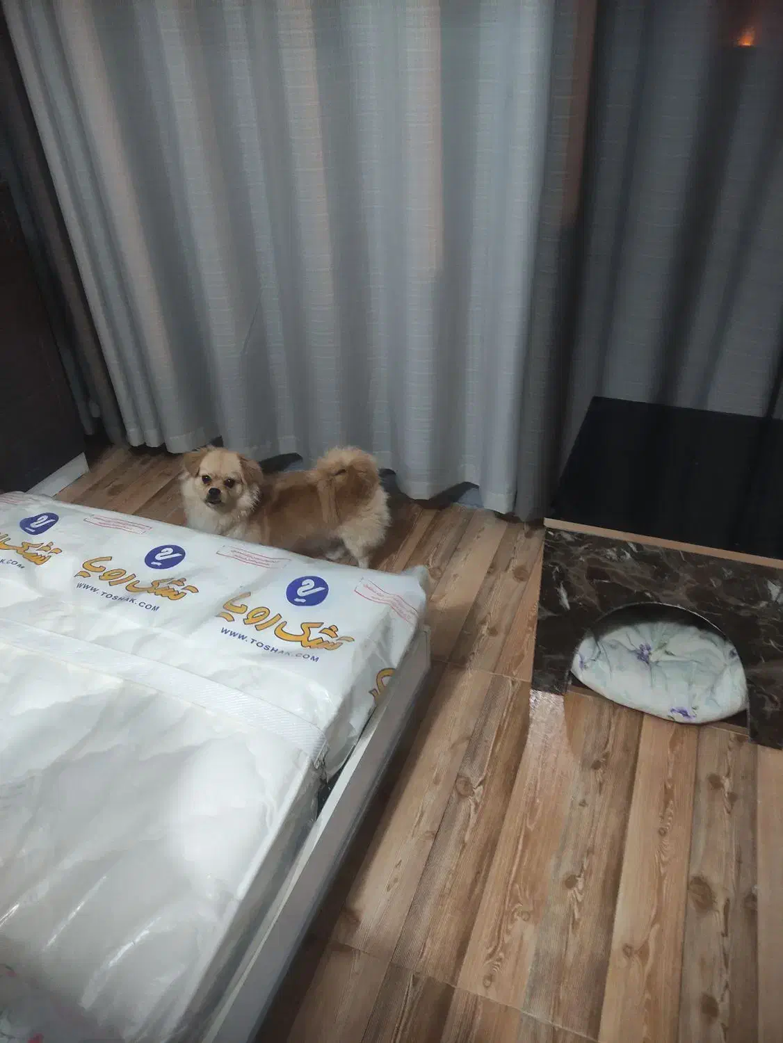 واگذاری سگ|سگ|اراک, |دیوار