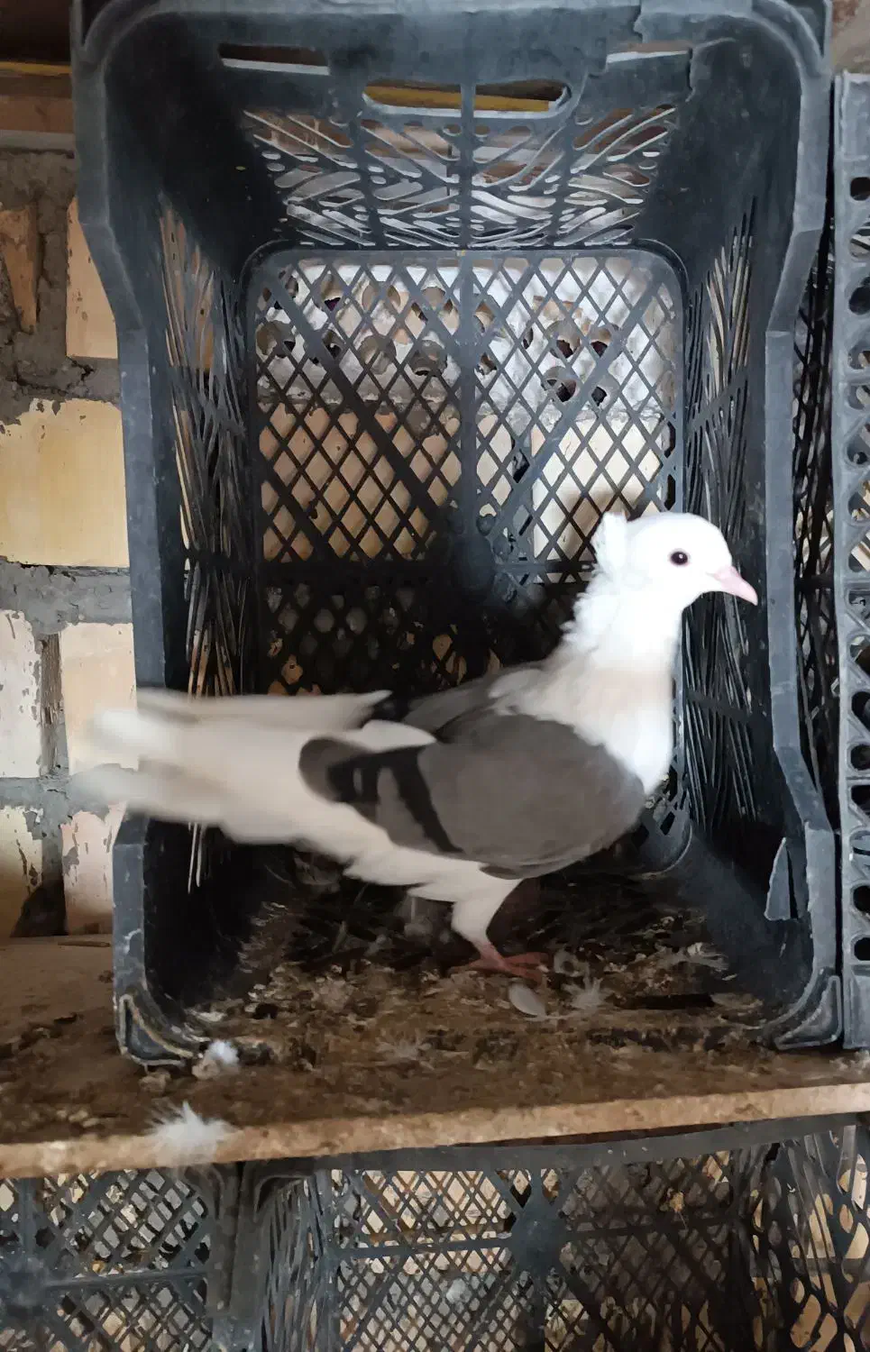 دوکت|پرنده|آبادان, |دیوار