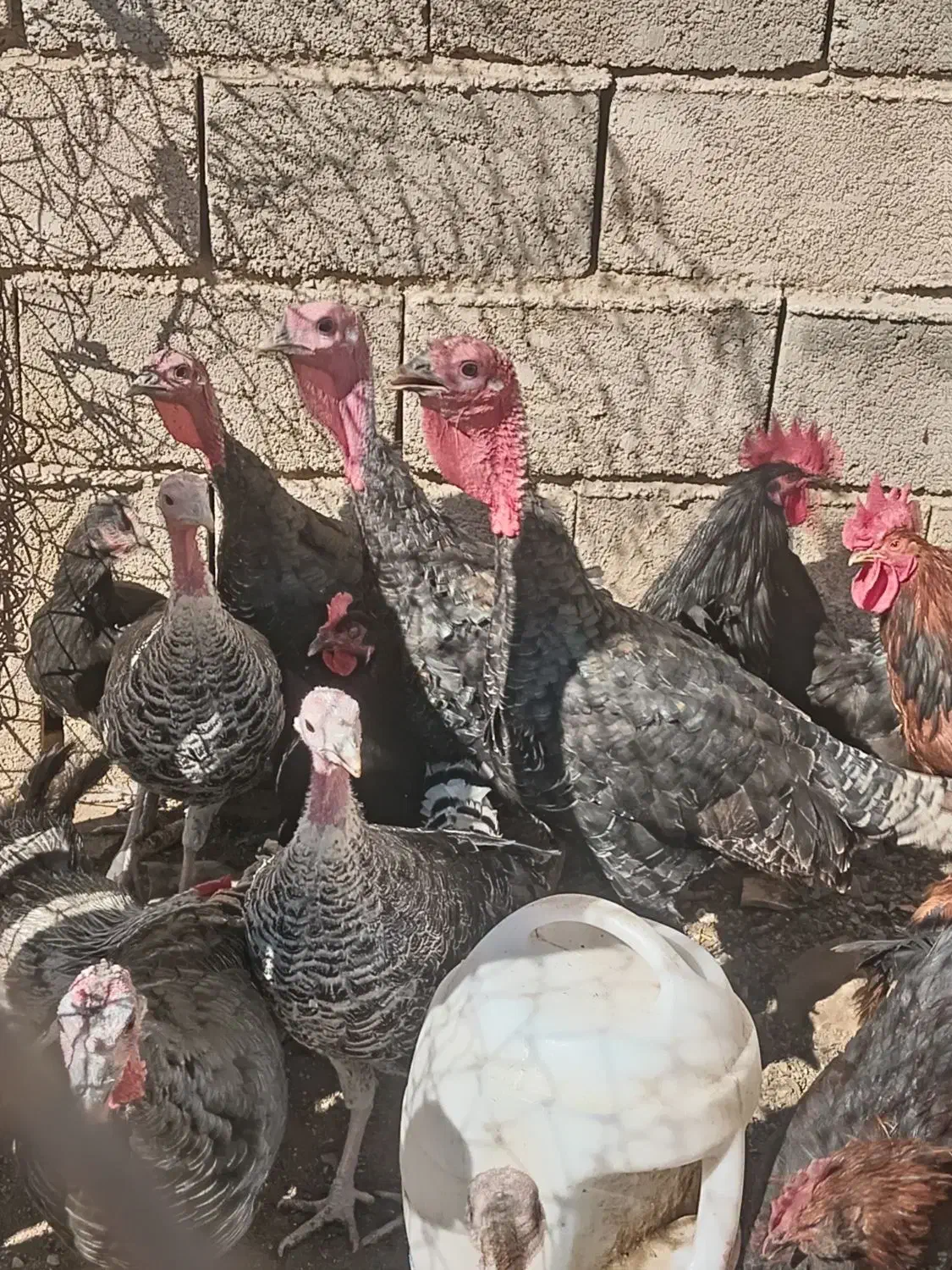 بوقلمون 6 عدد بزرگ دو عدد نیمچه|حیوانات مزرعه|چاهک, |دیوار