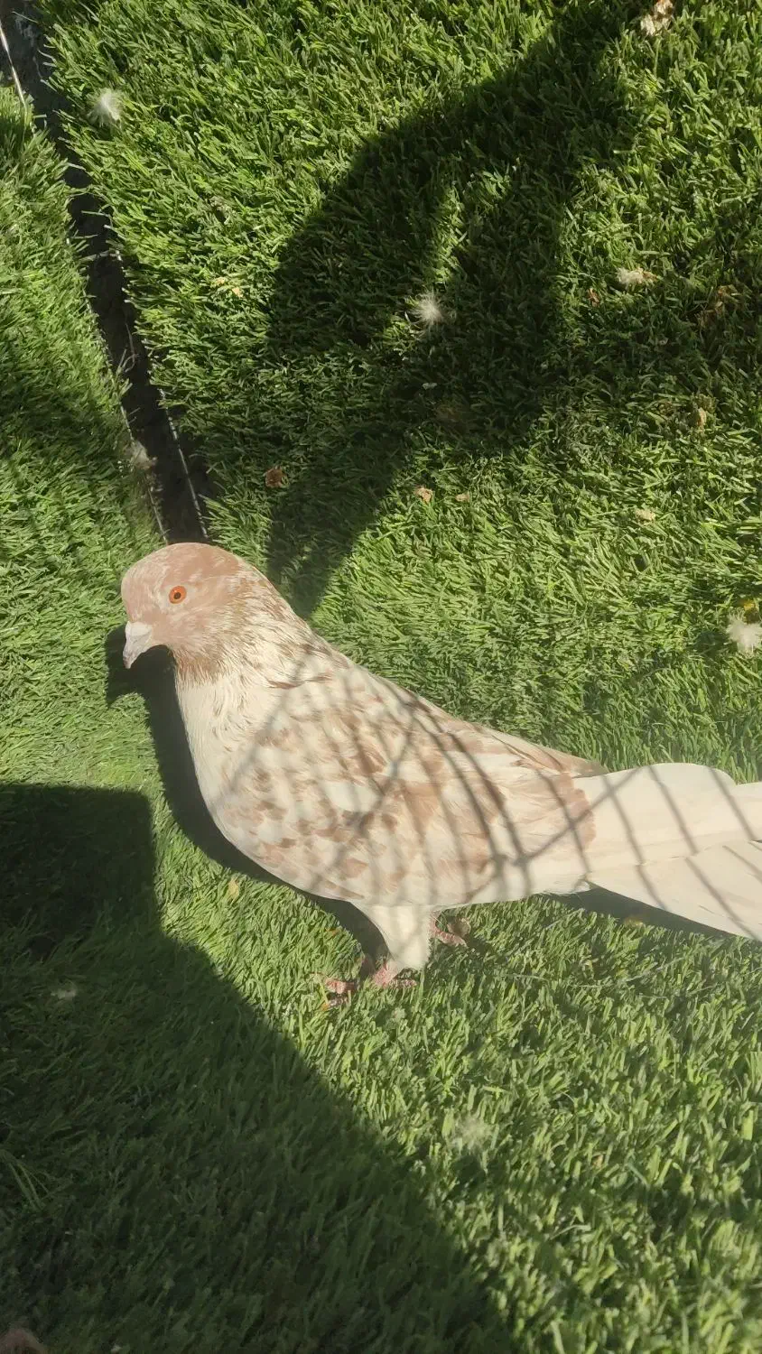 حیوون کاشون|پرنده|اردکان, |دیوار