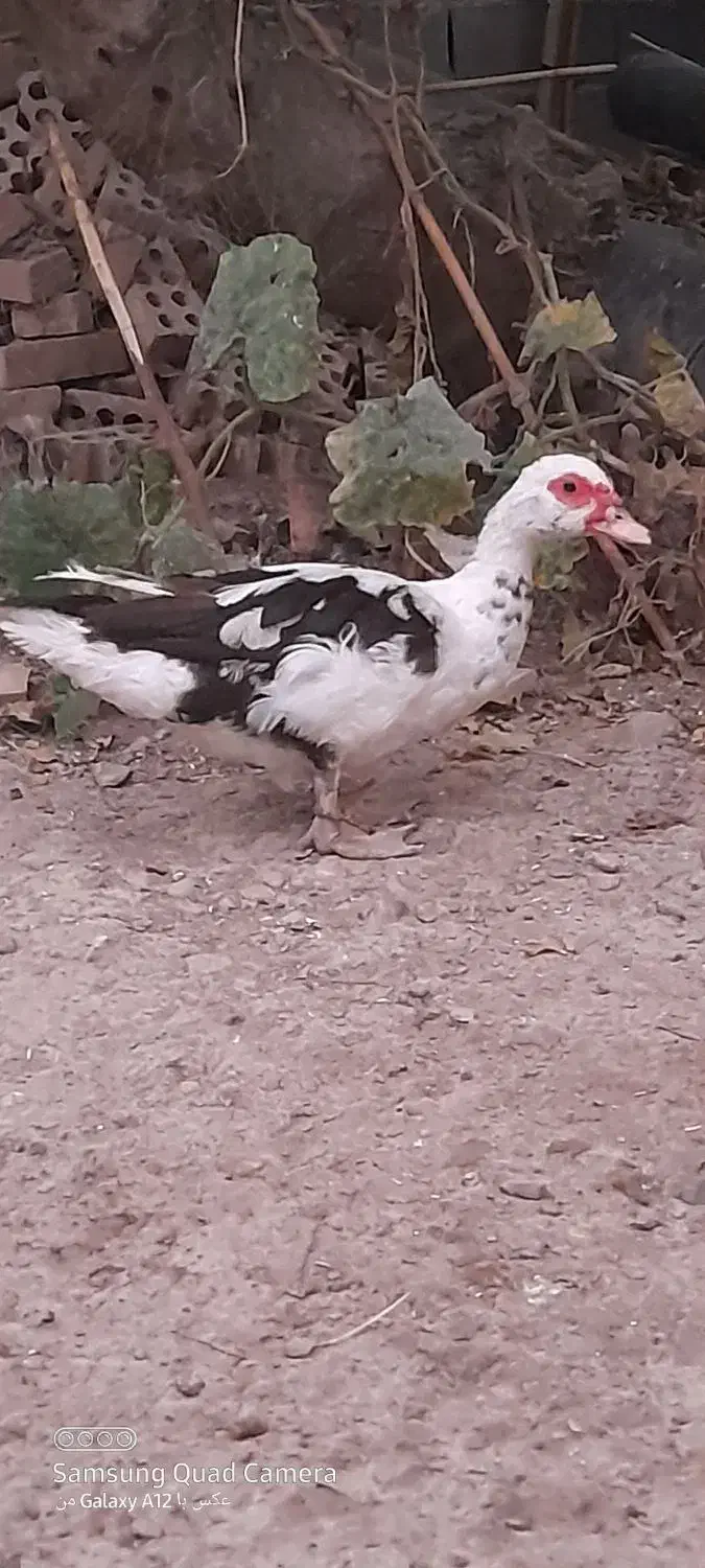 اردک اسرائیلی ماده|حیوانات مزرعه|گنبد کاووس, |دیوار