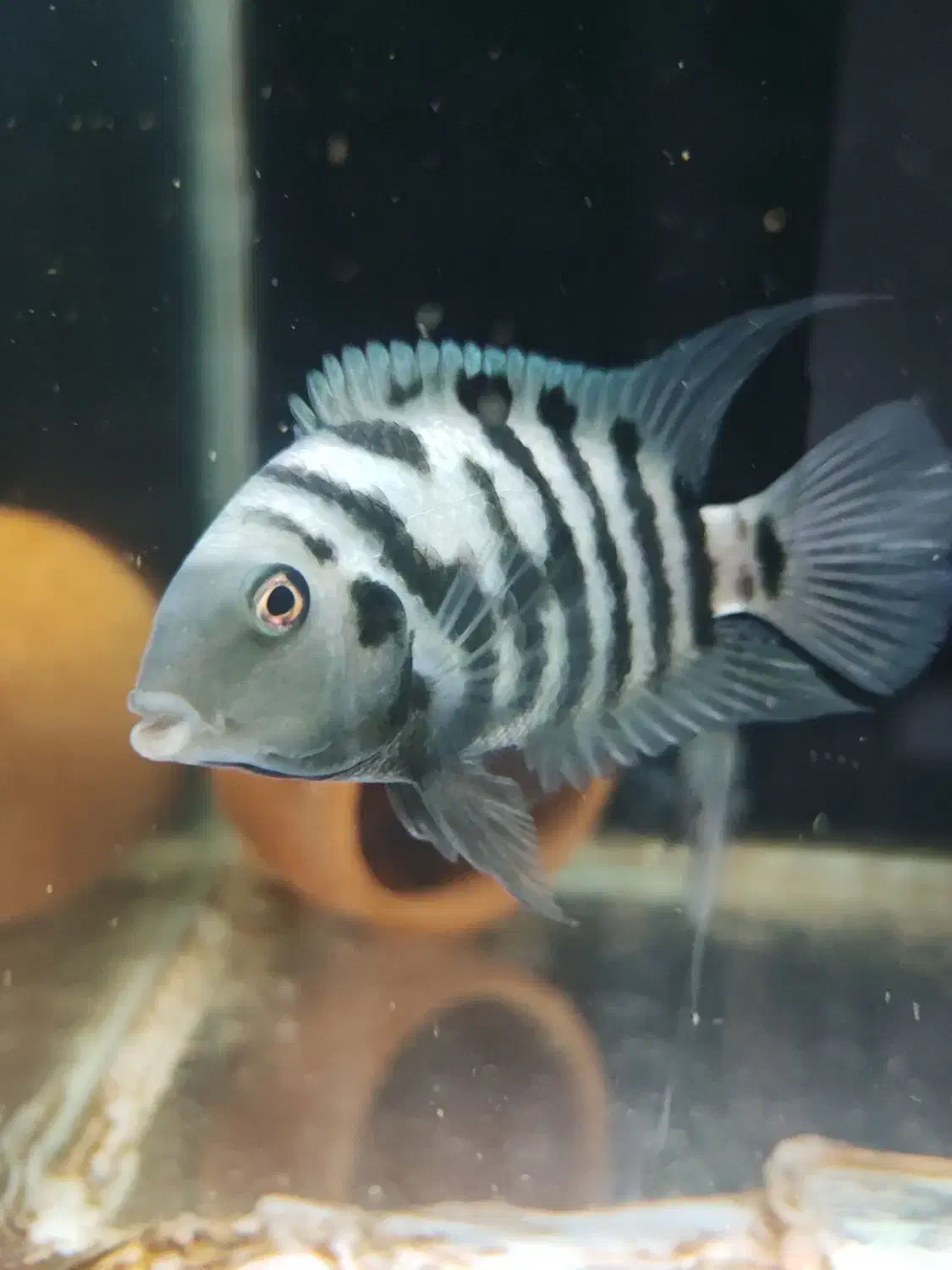 جفت مولد سیچلاید گورخری|ماهی|خوی, |دیوار