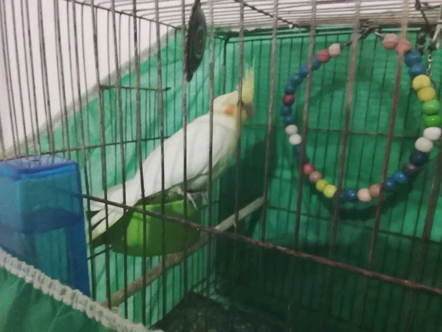 عروس هلندی|پرنده|سردرود, |دیوار