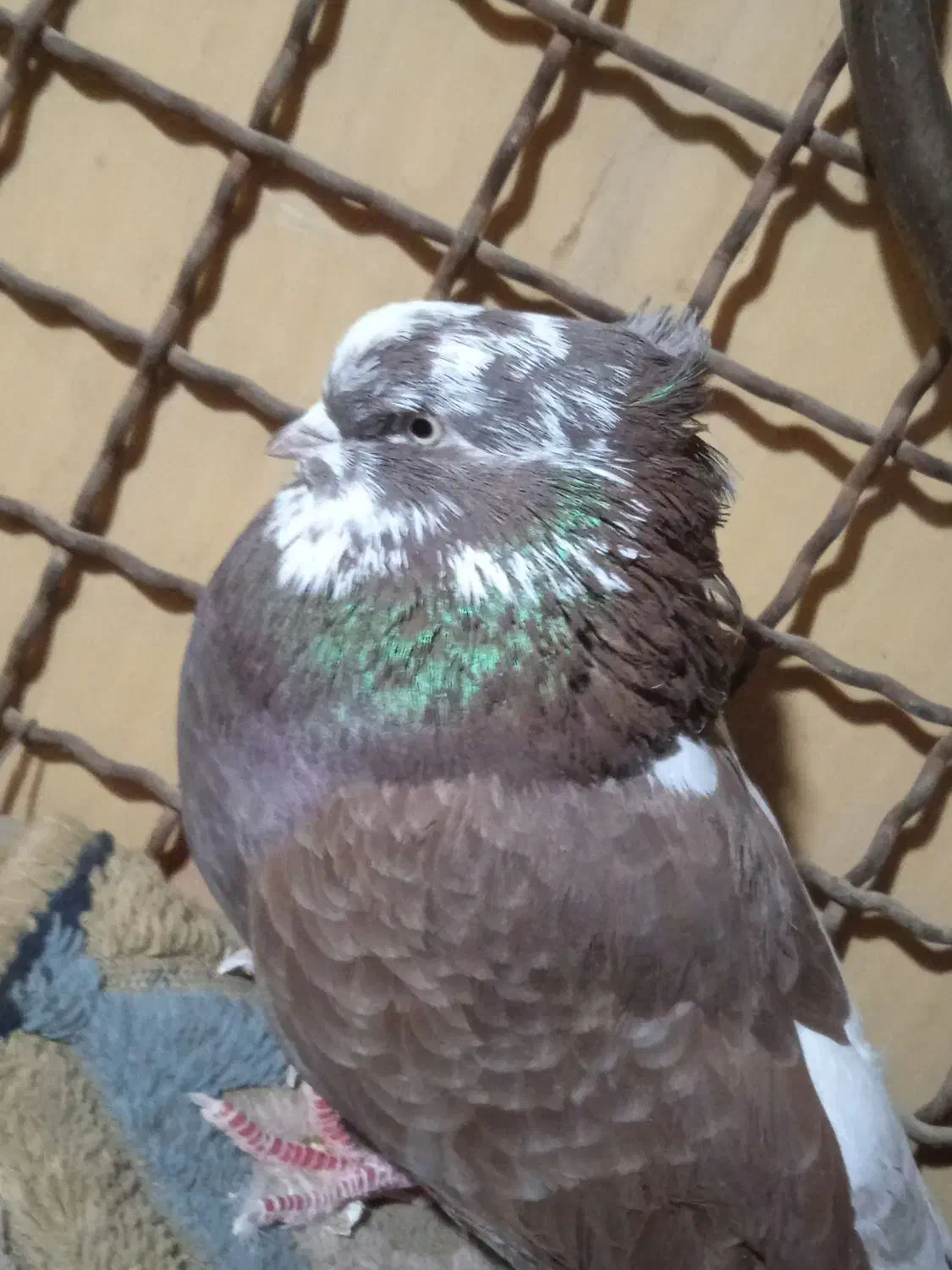 کفتر|پرنده|شاهرود, |دیوار