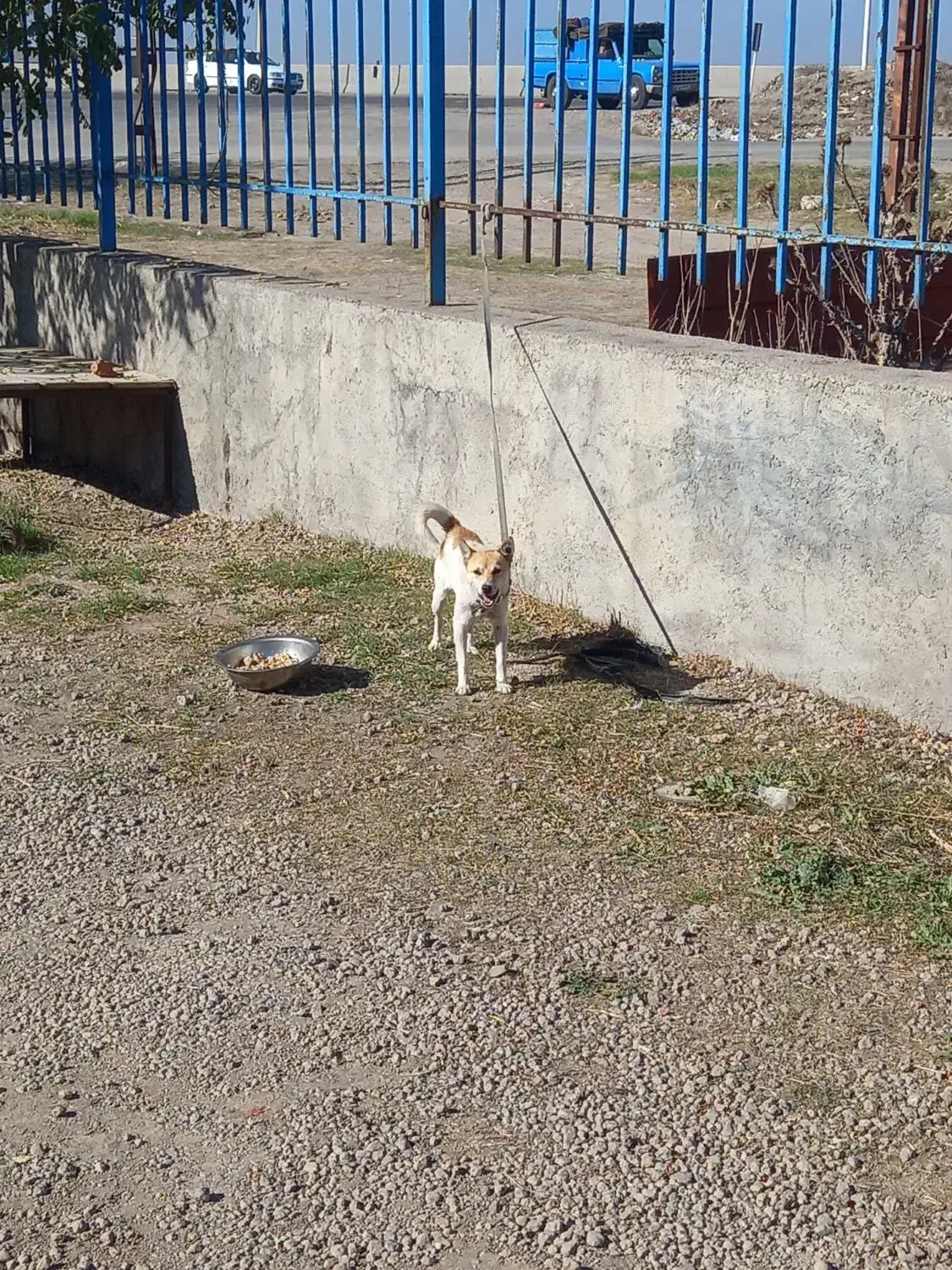 سگ پاکوتا|سگ|تهران, پامنار|دیوار