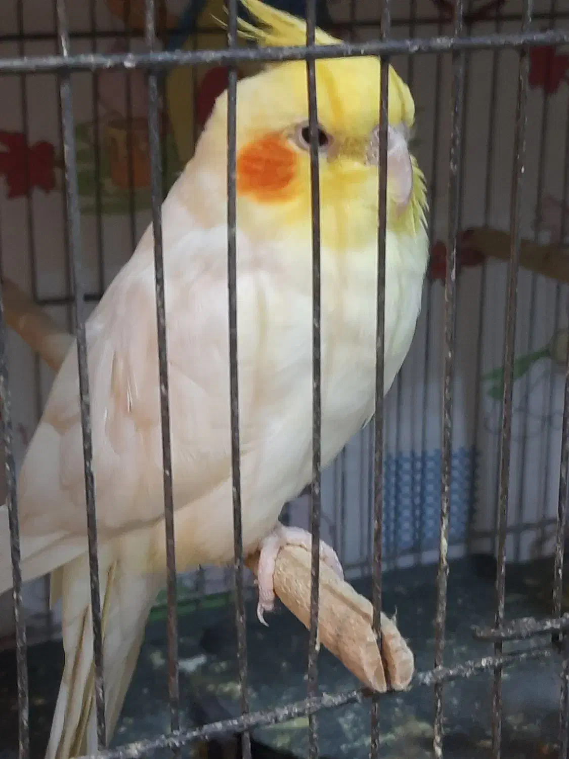 عروس هلندی نر|پرنده|لاهیجان, گلستان|دیوار