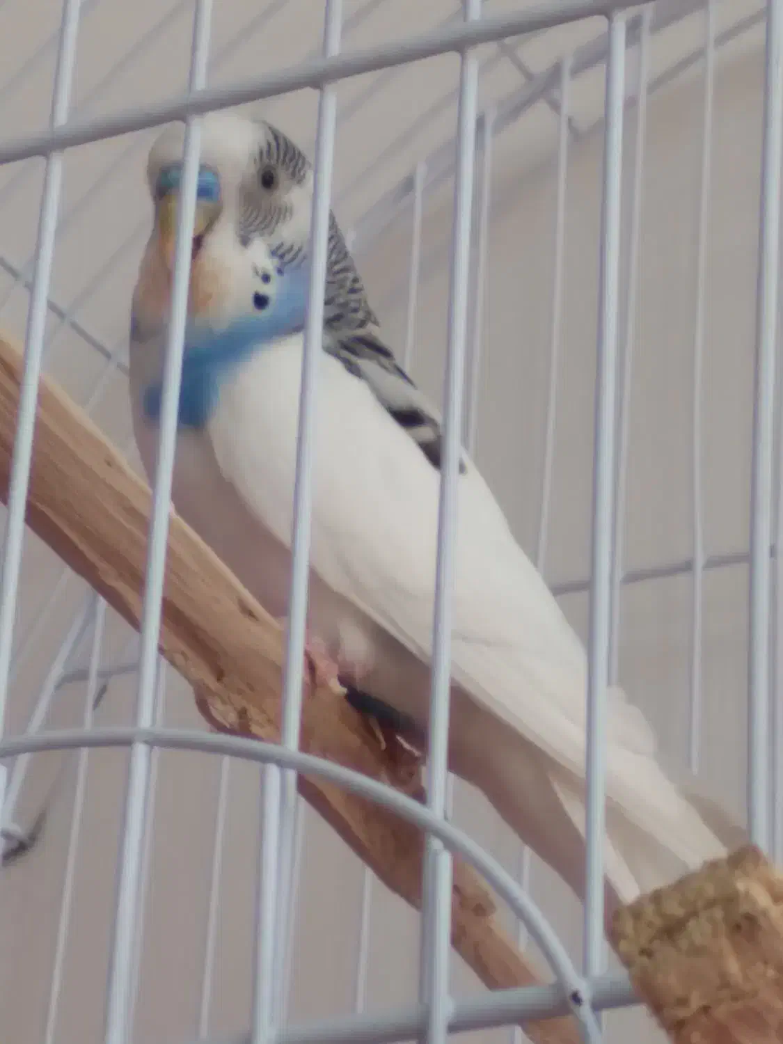 یک مرغ عشق نرماده اش فرارکرده پنج تخم داشت|پرنده|بوکان, |دیوار