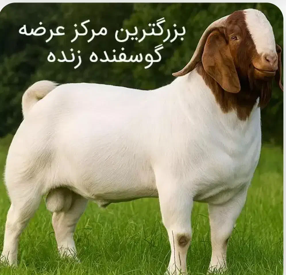 بره نرینه بزغاله نرینه گوساله نرینه زنده گوسفند|حیوانات مزرعه|تهران, جمال‌زاده|دیوار