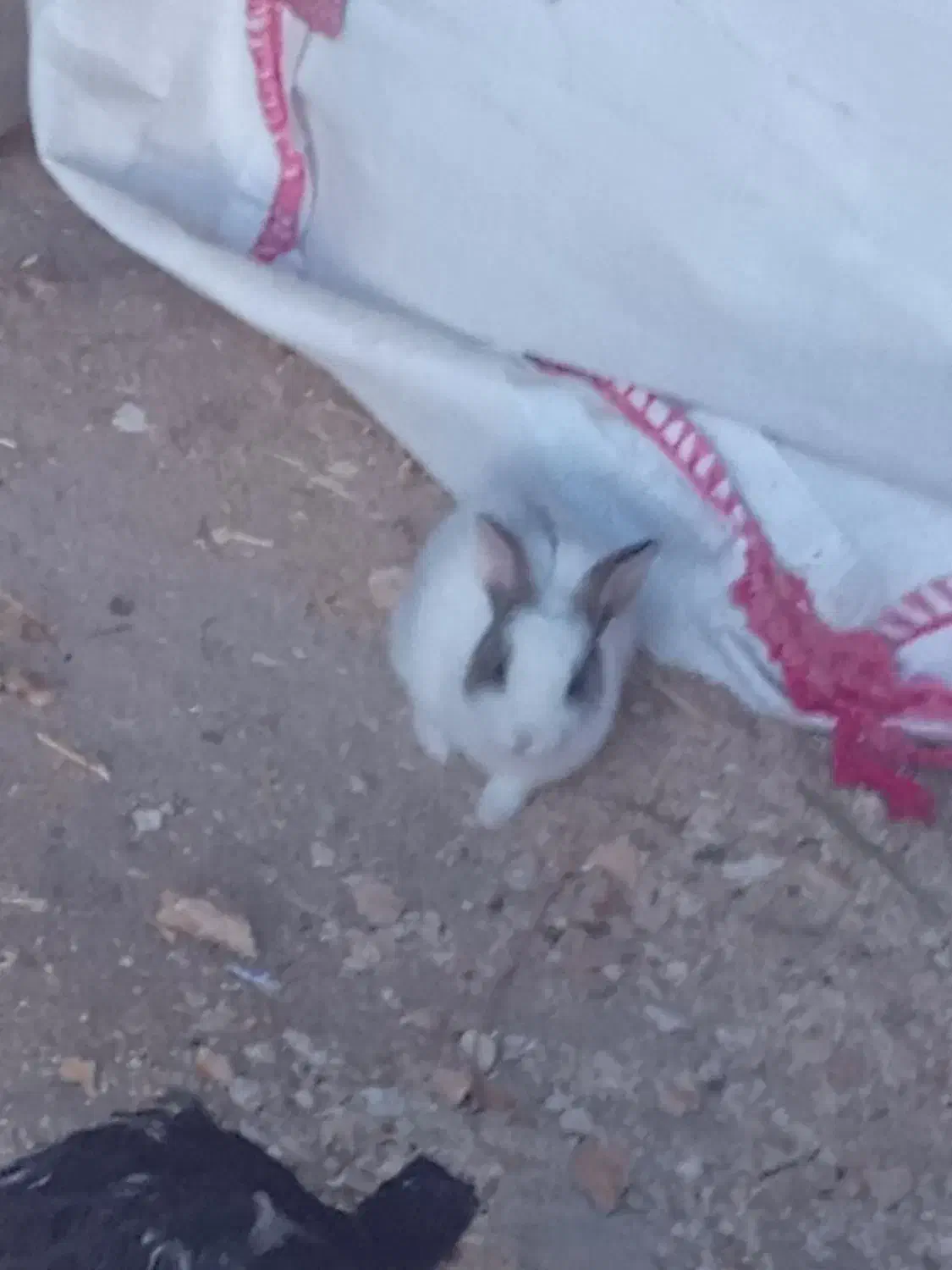 بچه خر گوش زرنگ سالم. م قشلاق چرخلو|موش و خرگوش|رامند, |دیوار