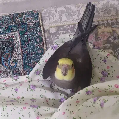 عروس هلندی سخنگو|پرنده|مهاجران, |دیوار