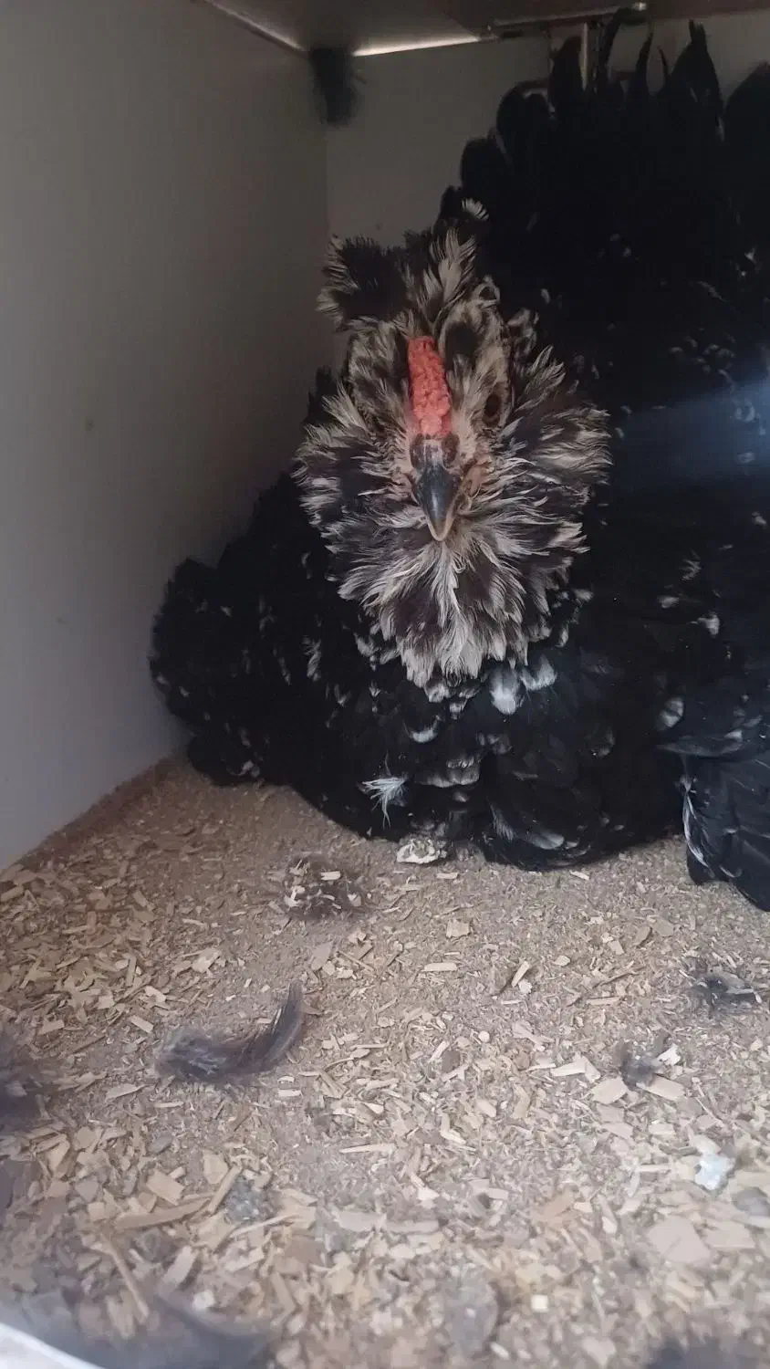 مرغ خروس گلین|حیوانات مزرعه|جیرفت, |دیوار