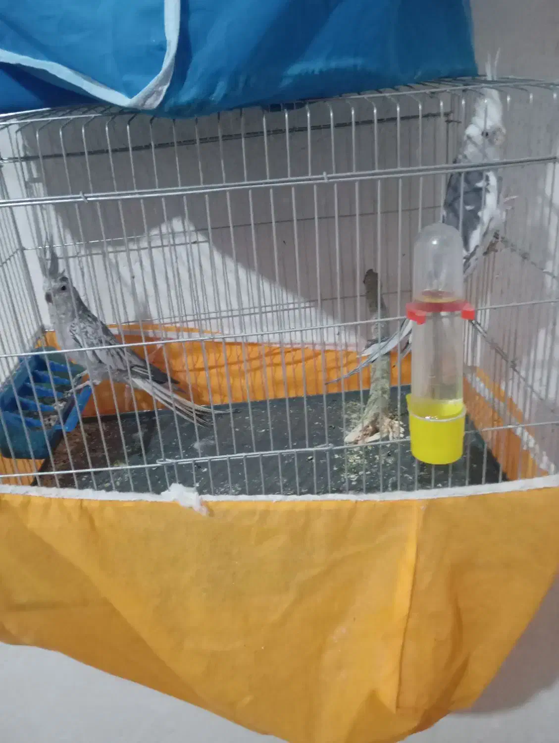 130000000|پرنده|سی‌سخت, |دیوار