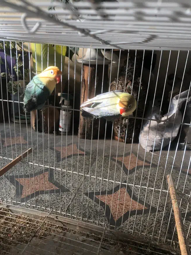 طوطی برزیلی پاربلو|پرنده|ساری, |دیوار