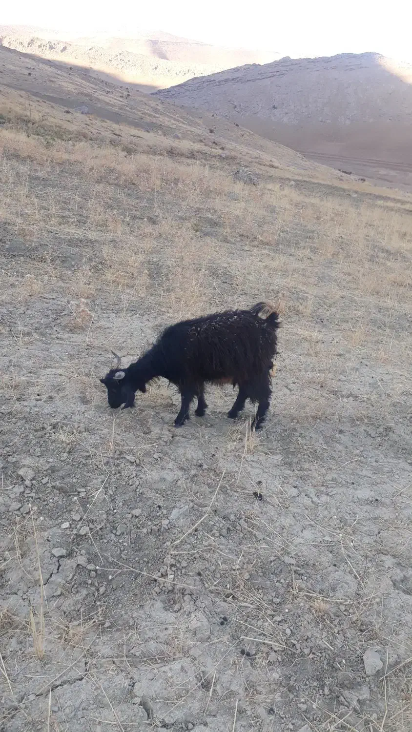 بزغاله ابستن|حیوانات مزرعه|بیرانوند, |دیوار