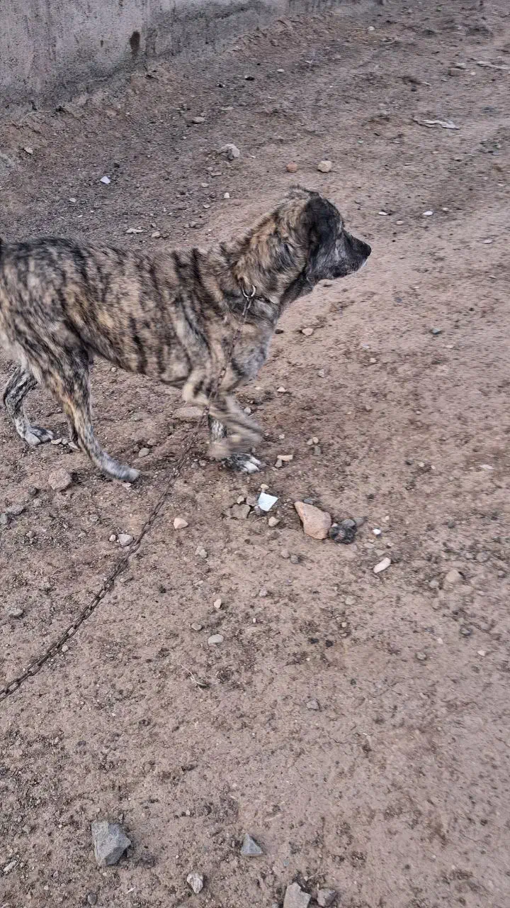 سگ ۳ساله نر|سگ|سبزوار, کهنه آب|دیوار