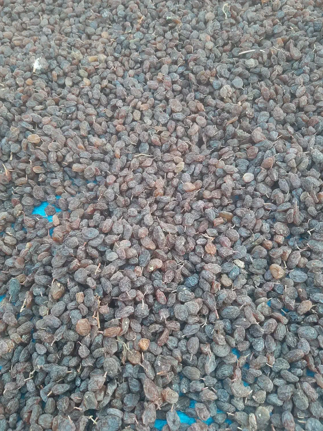 فروش کشمش|خوردنی و آشامیدنی|تاکستان, |دیوار