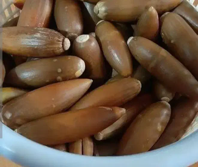 بلوط زاگرس|لوازم جانبی حیوانات|تهران, بازار|دیوار