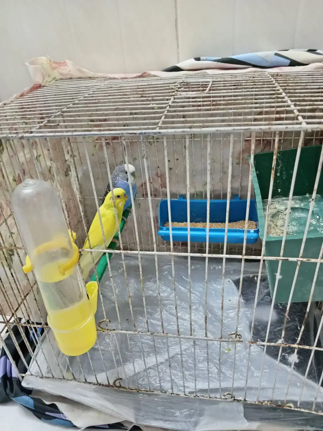 مرغ عشق|پرنده|تربتحیدریه, رضاشهر|دیوار