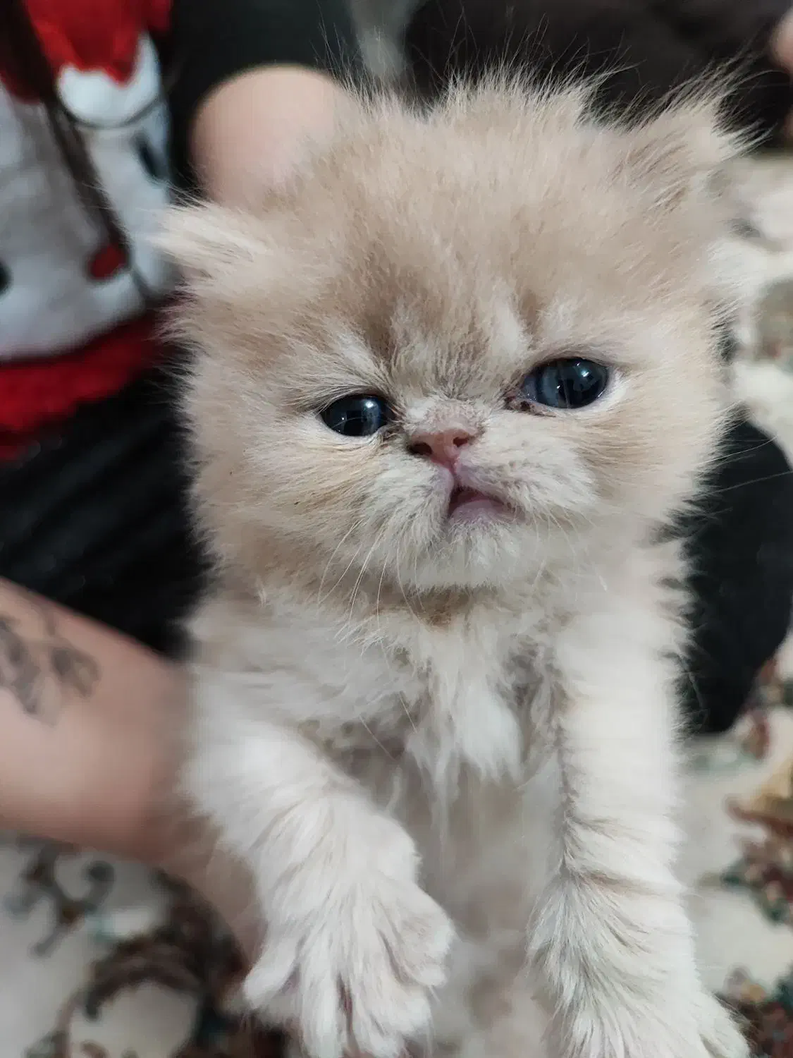 گربه پرشین وفلت|گربه|نیشابور, دارایی|دیوار