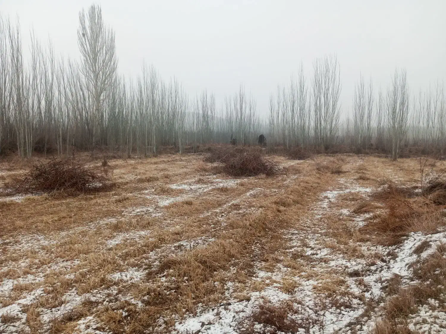 اجاره زمین برای نهال در قاریاغدی|اجارهٔ دفتر صنعتی، کشاورزی، تجاری|میاندوآب, |دیوار