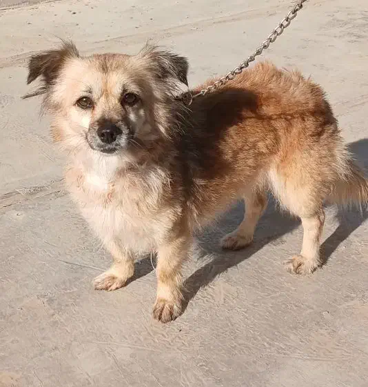 فروش واگذاری سگ|سگ|بجنورد, |دیوار