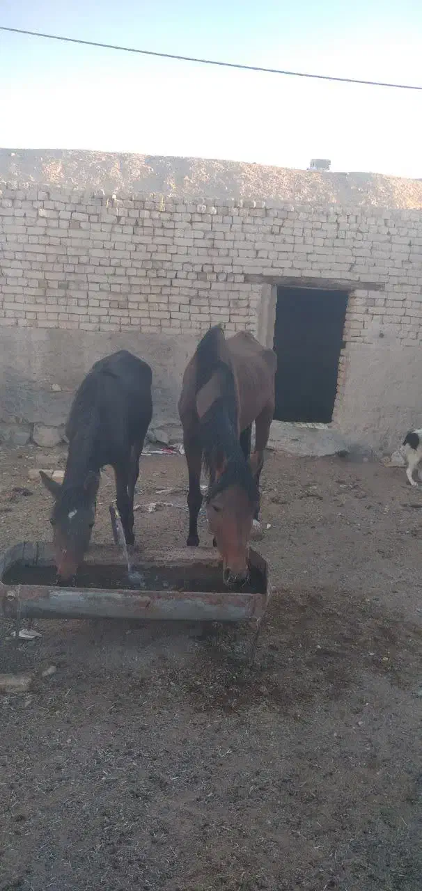 فروش اسب و کره به شرط سواری|اسب و تجهیزات اسب‌سواری|دهق, |دیوار