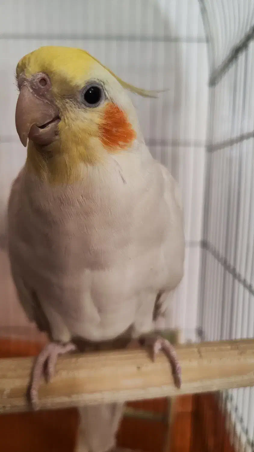 یک جفت عروس هلندی نر و ماده مولد با قفس|پرنده|پاکدشت, پاکدشت (مامازند)|دیوار