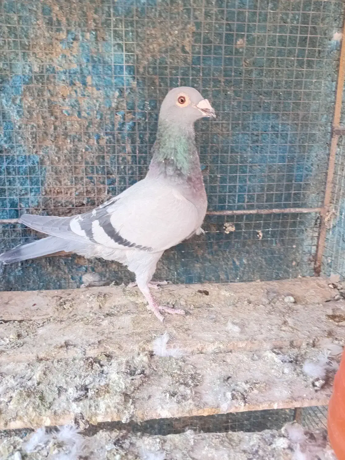 سبزپلاکی ماده|پرنده|بم, |دیوار