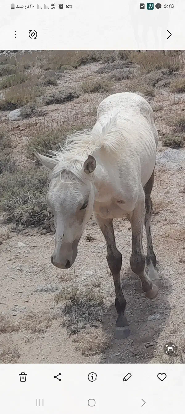 گم شده|حیوانات|یزد, |دیوار