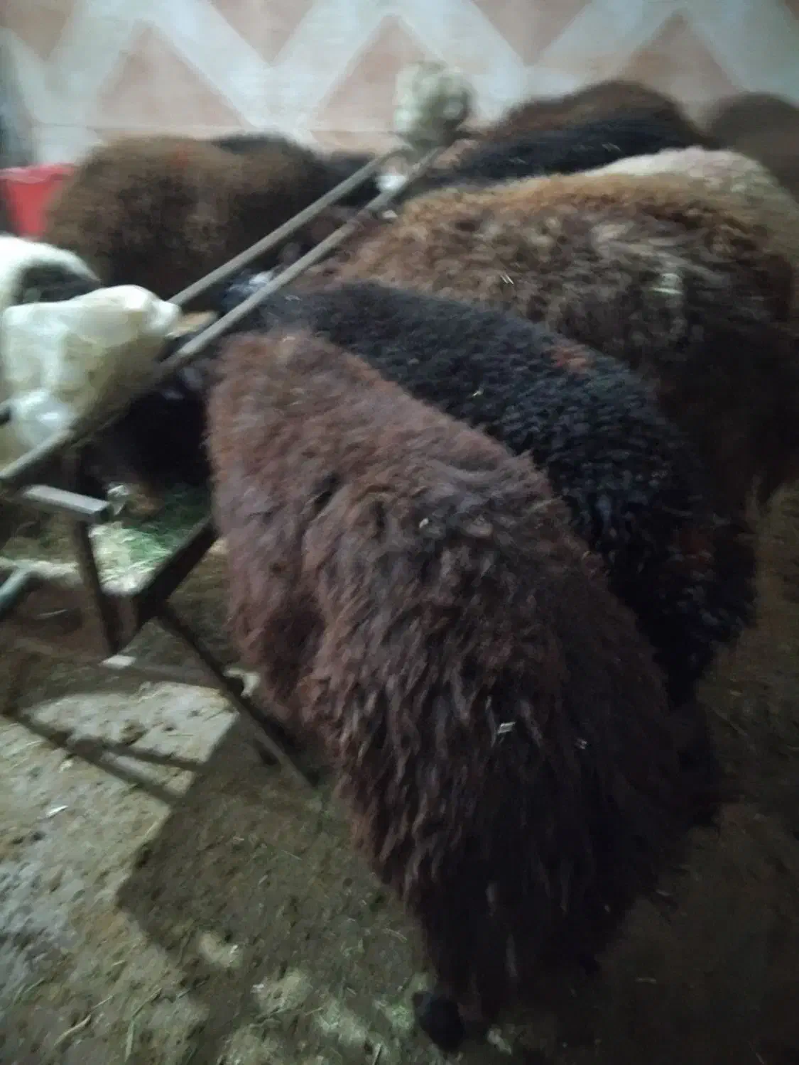 12 تا بره نر|حیوانات مزرعه|الیگودرز, |دیوار