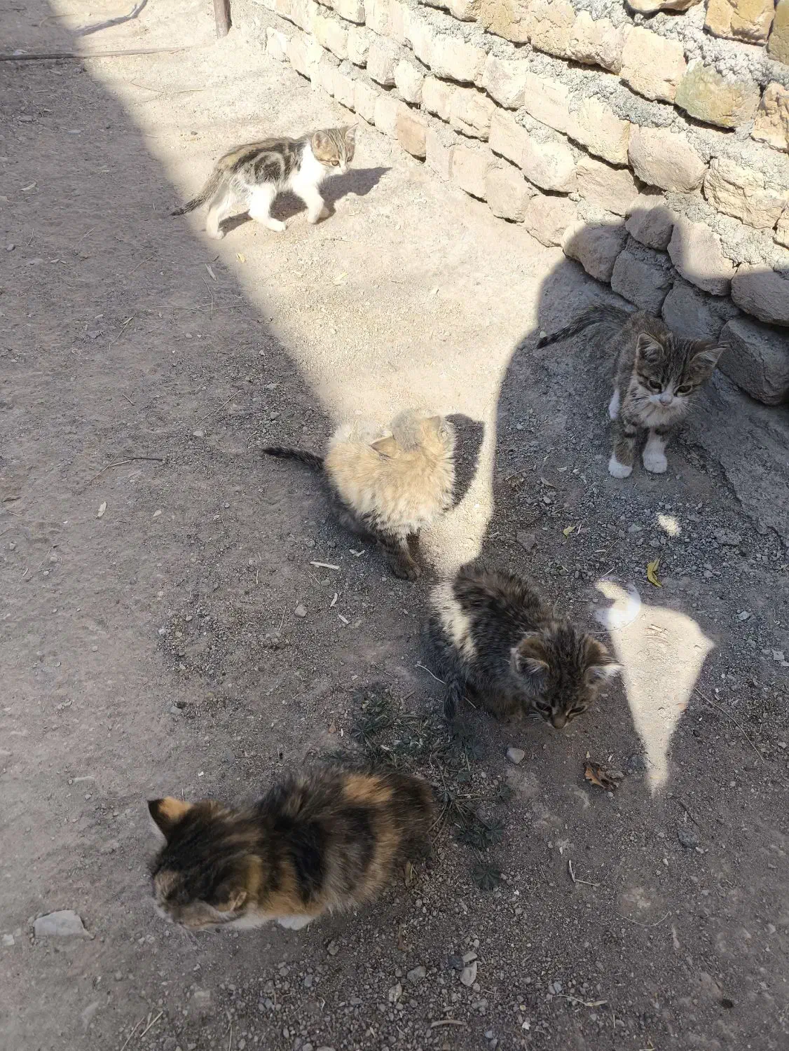 بچه گربه خانگی|گربه|تربتحیدریه, بالا ولایت|دیوار