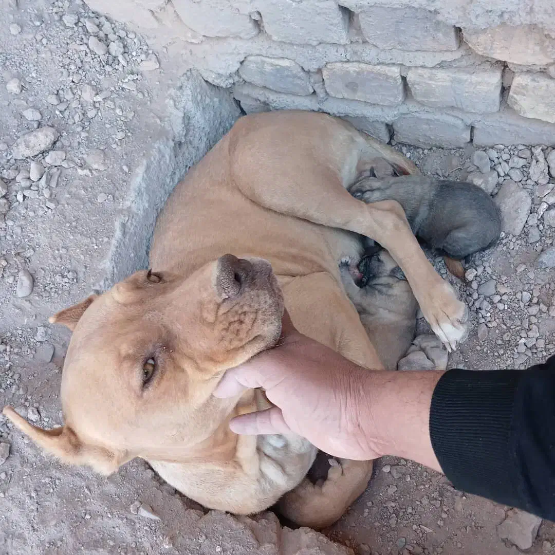 پیتبول ماده و توله|سگ|رفسنجان, |دیوار