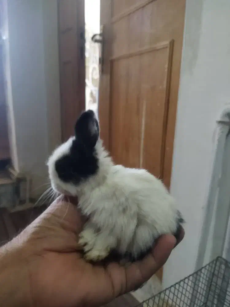 خرگوش مینیاتوری|موش و خرگوش|کرمانشاه, |دیوار